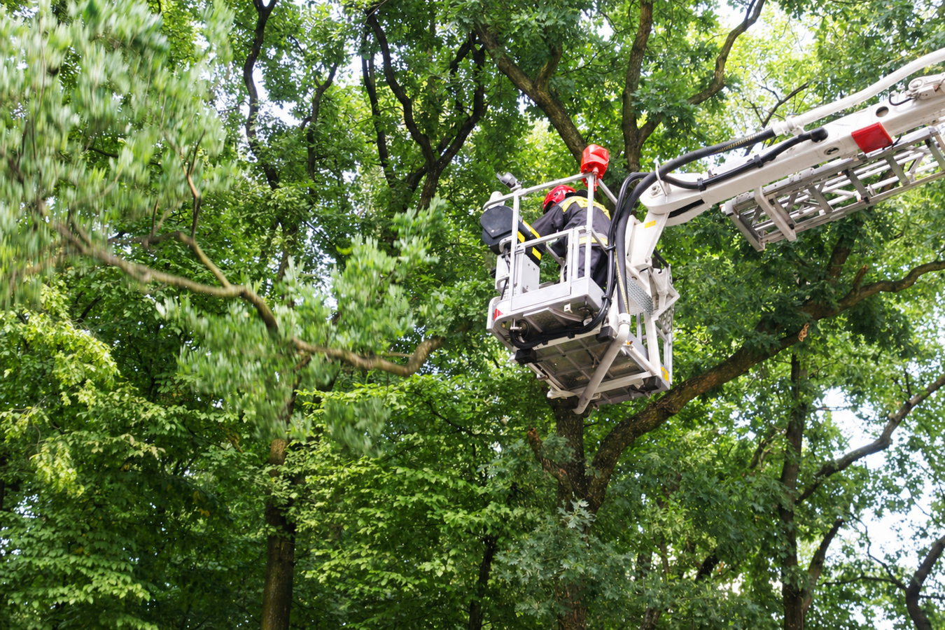 Commercial tree service in Newport Beach, CA