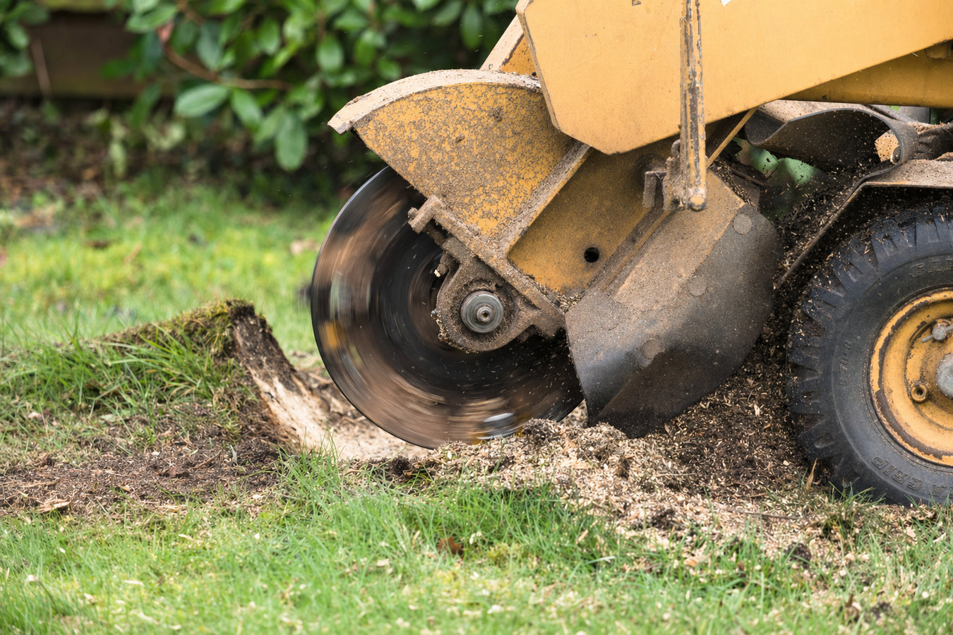 Stump removal in Newport Beach, CA