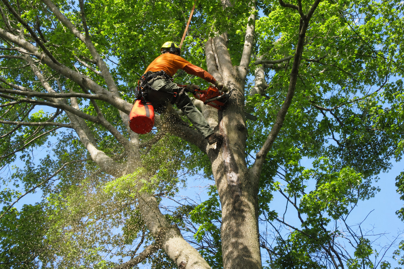 Tree removal in Newport Beach, CA